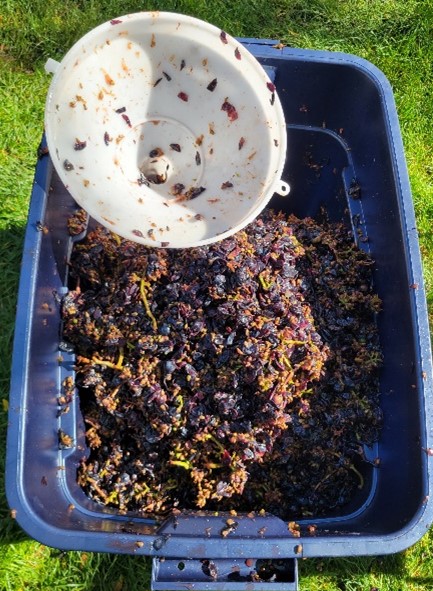 Cabernet Franc Trials